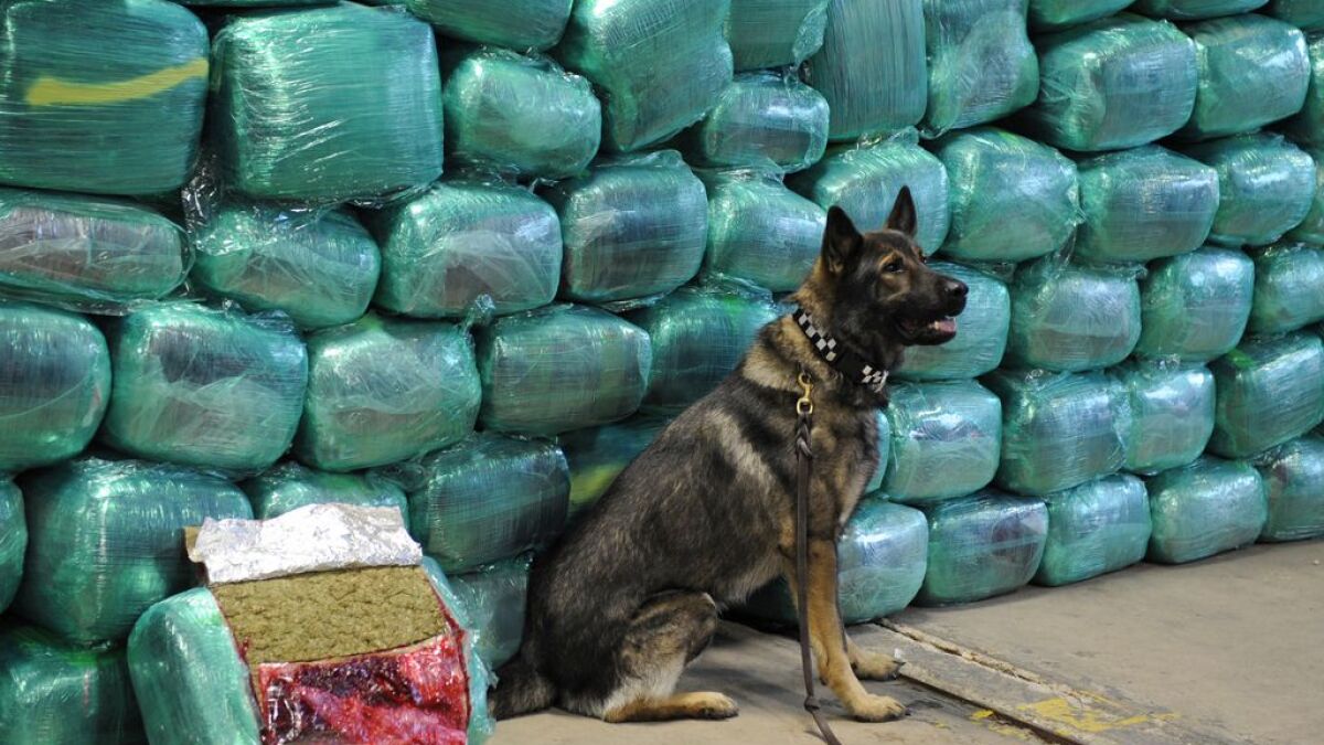 Can Cannabis Edibles Be Detected by Drug Dogs Heres the Truth...